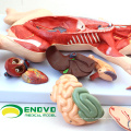 WHOLESALE VETERINARY MODEL 12002 Anaimal Pig Anatomical Models for Veterinary Education